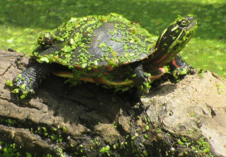 Midland Painted Turtle